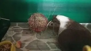 Для чего морским свинкам нужно сено