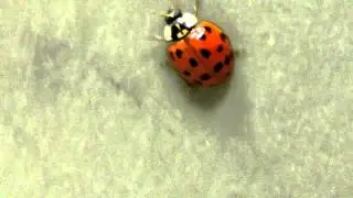 Nokia Lumia 1020 6x Lossless Zoom: Ladybug forgets it can fly