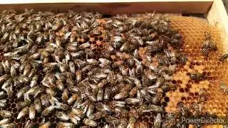 Setting up bee traps