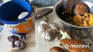 #буковина #mushroom #грибивкарпатах  🍄‍🟫 Що назбирали в лісі , огляд