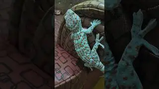 Con Tắc Kè Bông