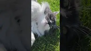 Cat chilling in the grass