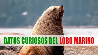 Lobos marinos, Leones marinos | Datos curiosos de animales