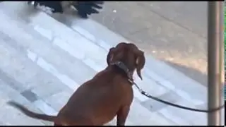 Сахилгагүй шувуу