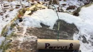 Firecracker Parvus 8