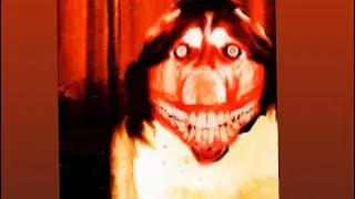 Never play the smile dog game