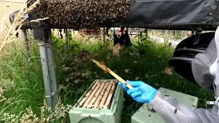 Swarm 3