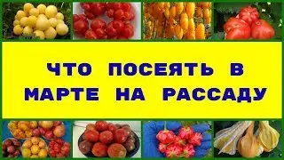 ЧТО ПОСЕЯТЬ  В МАРТЕ  НА РАССАДУ