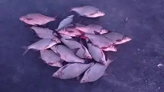 4 - попали на клев леща