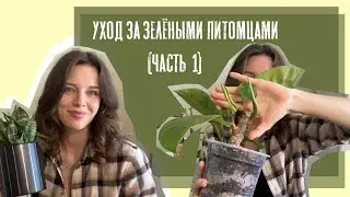 Уход за зелёными питомцами | Часть №1