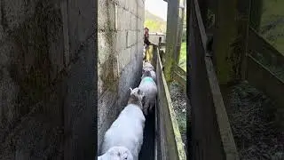 Sheep sorting on another farm #sheepfarming #sheephusbandry #viralshortvideo #youtubeshorts