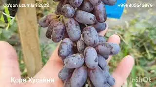 Кечпишар узум навлари калейдоскопи