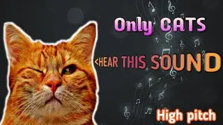 SOUND that ONLY CATS can HEAR, High Pitch Sound Only Cats Can Hear, Cat Sound, 😽Cat Reaction