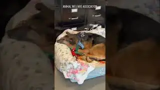 Rocky | Animal Welfare Association | Animal Shelter in New Jersey