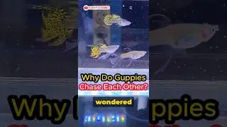 Guppy Fish Care - Why Do Guppies Chase Each Other ? #guppy  #aquarium  #guppyfish