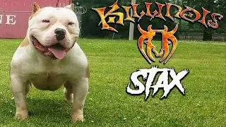 AMERICAN BULLY STUD FROM THE WORLD FAMOUS KILLINOIS KENNELS