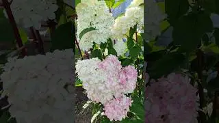 Правда красиво?💓#август #гортензияметельчатая #ваниллафрейз