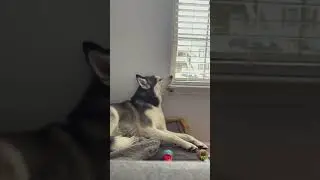 caught my husky biting the window sill