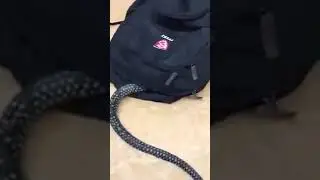 Змея заползла в рюкзак Ужасс Какой ой... ой...