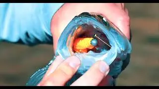 FINAL PROMO TURBO SHAD