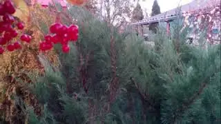 Поздняя осень в саду3  №109  x264