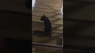 Cute Cats parang Guard na sya.🤣#cutecats #shorts #fyp