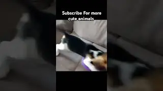 Look what i found on Internet #video #cute #pets