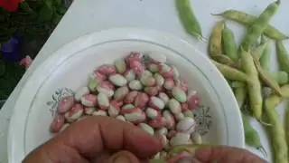 как сохранить фасоль