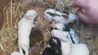 Rabbit's grow up in 3 min Cute bunnies