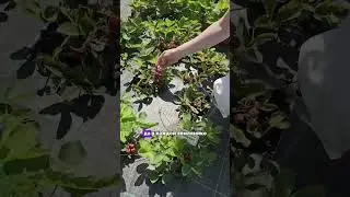 Переопыление клубники. Оно не страшно, если размножать клубнику не семенами, а делением куста.