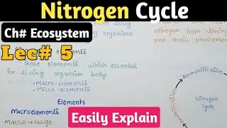 Nitrogen Cycle | Biochemical Cycle | Class 12 Biology