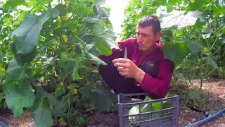 Удаление нижних листьев на Огурцах Выращивание огурцов в теплице Чистка старых листьев и Пасынков