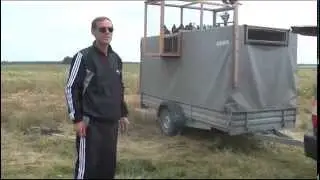 Pigeons Serpasto and Nikolaev  in the field / Серпастые и Николаевские голуби в поле