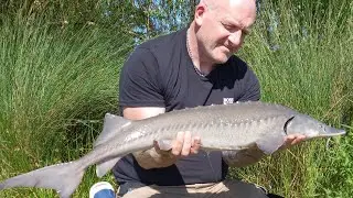 DAY SESSION  | STURGEON | COMPLETED