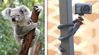 THIS FLEXIBLE TRIPOD LOOKS LIKE A KOALA!