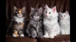 ВИДЕО С КОТАМИ 