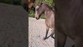 Can you believe that this is the same horse?? She has developed so much 😍 #libertyhorsemanship