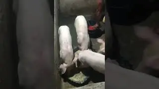 Chicks and Piglets in my Backyard | Dong Wardex Official Small Backyard