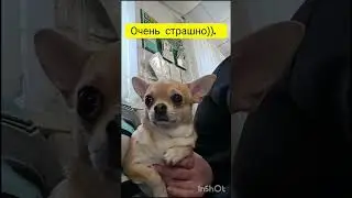 Боня🐶в ветклинике. Боится очень))).