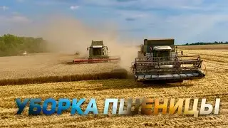 Wheat harvesting on a KAMAZ