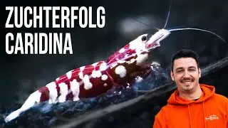Caridina Garnelen Züchten | RoyalShrimp.de