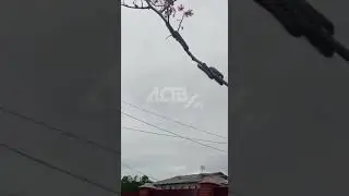 Гусеницы съели дерево в Южно-Сахалинске