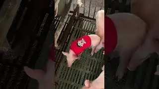 Cultural Renaissance with Little Piggy 🐷