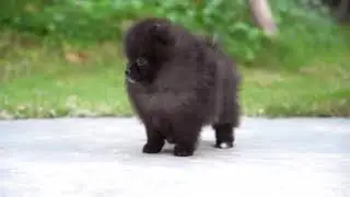 Black Pomeranian Puppy