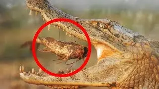 15 INCREDIBLE Mutual Animal Relationships