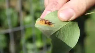 Pear Rust - The Orchard Project