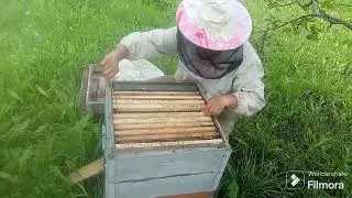 как поживает поздний рой 03.08