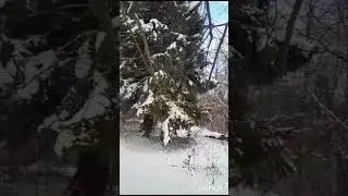 Последняя надежда