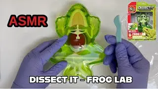 ASMR Unboxing Dissect It Frog Lab | Oddly Satisfying Slimy Sounds 🔪 (No Talking)