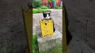 Cool cats